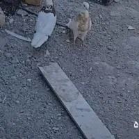 کبوتر رنگی|پرنده|اهواز, زرگان|دیوار