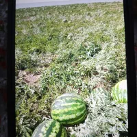 فروش عمده هندوانه بیجار