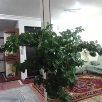 گل ختمی