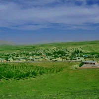 گوسفند صحرا