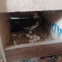 عروس و جوجه عروس