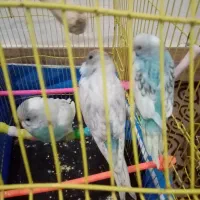 مرغ عشق|پرنده|گرگان, |دیوار