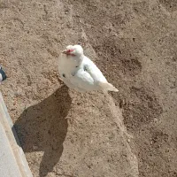 مرغ گلین|حیوانات مزرعه|جونقان, |دیوار