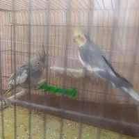 عروس هلندی جفت|پرنده|سیرجان, |دیوار