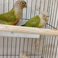 گرینچیک نر بالغ|پرنده|پاکدشت, پاکدشت (مامازند)|دیوار