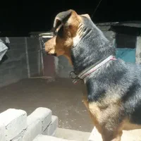 رکسی|سگ|کوزران, |دیوار