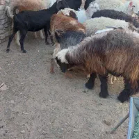 بره نر وماده بزغاله نر وماده اردکان|حیوانات مزرعه|اردکان, |دیوار