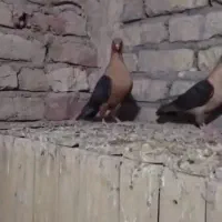 کبوتر آرشینگل اصیل