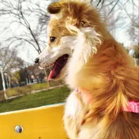 سگ پامرانین