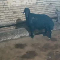 شیشک قوچ قره قزل اصیل
