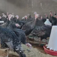 باسلام مرکز پخش  بوقلمون بیوتی و برنزسه ماهه