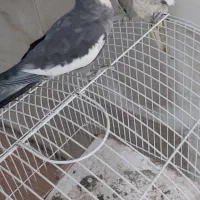 عروس هلندی نر و ماده تخم گذار|پرنده|تهران, خلیج فارس|دیوار