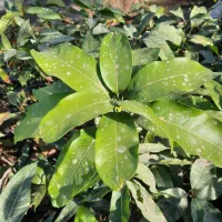 نهال انبه اصلاح شده|خدمات باغبانی و درختکاری|کهنوج, |دیوار