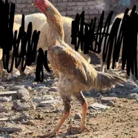 خروس اوشامو لاری