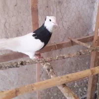 کبوتر طوقی و سار ۸۰۰۰۰۰۰تومان