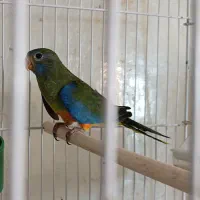 طوطی کمیاب نئوفما