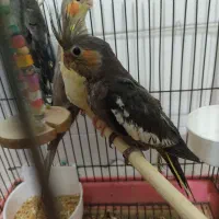 تعدادی عروس هلندی تازه دونخور رام|پرنده|ساری, |دیوار