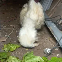 مرغ و خروس ابریشمی|حیوانات مزرعه|رشت, معلولین|دیوار