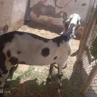 فروشی بز پنجاپ