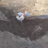 مرغ سفید تخم گذار|حیوانات مزرعه|هیر, |دیوار