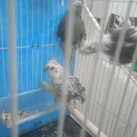 4تا عروس هلنی دانه 500|پرنده|تربتحیدریه, پائین ولایت|دیوار