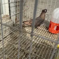 پرنده کبوتر قره سیاه|پرنده|شیراز, شهرک گلستان|دیوار