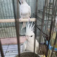 جفت عروس مولد به شرط