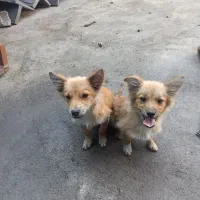 واگذاری|سگ|خمینی‌شهر, |دیوار