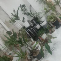 فروش گل اپارتمانی