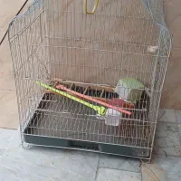 قفس