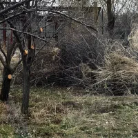 واگذاری رایگان چوب های هرس شده ۳۰ درخت