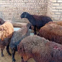 کاور افشاری اصل همه مایه دار