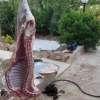 گوسفند و گوساله شهریار