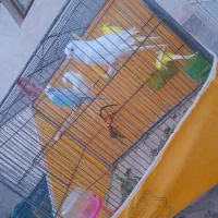 پرنده|پرنده|خوسف, |دیوار