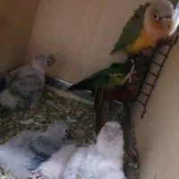 دو جفت گرینچیک مولد همراه با جوجه هاشون|پرنده|بوکان, |دیوار