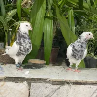 طوقی سینه کله رنگی پلاکی|پرنده|شیراز, کوشک میدان|دیوار