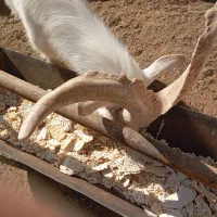 دوبر سانن و کهره سانن بذری