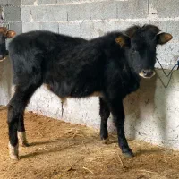 گوساله نر ورزاکوله آث