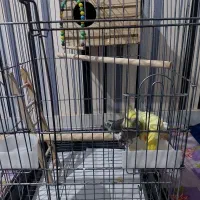 عروس هلندی مولد