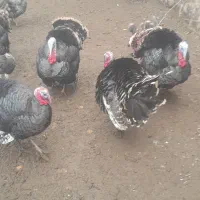 بوقلمون طبیعی نر هم گوشتی هم زینتی هم مولدی|حیوانات مزرعه|مشگین شهر, |دیوار