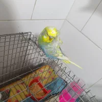 فروش مرغ عشق پروانه ای نر جوان|پرنده|برازجان, |دیوار