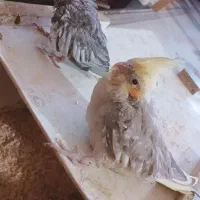 جوجه عروس هلندی سرولاکی|پرنده|بن, |دیوار