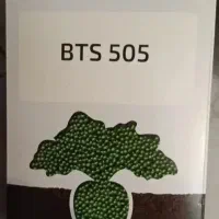 بذر چغندر 505 BTS ساچمه‌ای