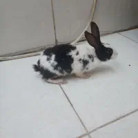 خرگوش