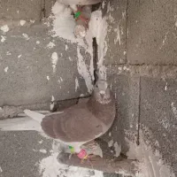 کبوتر پرشی|پرنده|طبس, |دیوار