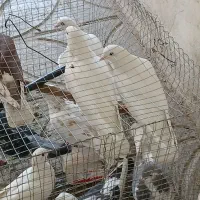 کفتر / کبوتر/ آلمانی