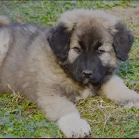 سگ قفقازی سگ ماستیف قفقازی غول پیکر|سگ|کرج, باغ سیب|دیوار