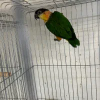 طوطی کایک سر سیاه ماده