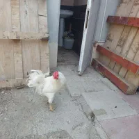 خروس گلین اصلی