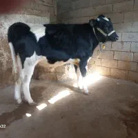 گوساله نر ۹ ماهه هلشتاین درجه یک گاو